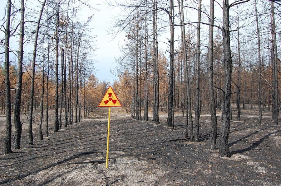 Dead forest.Near Chernobyl area.Kiev region,Ukraine